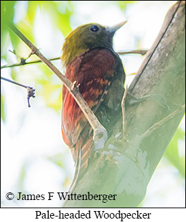 Pale-headed Woodpecker - © James F Wittenberger and Exotic Birding LLC