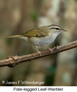 Pale-legged Leaf Warbler - © James F Wittenberger and Exotic Birding LLC