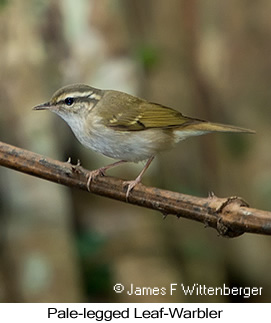 Pale-legged Leaf Warbler - © James F Wittenberger and Exotic Birding LLC