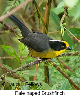 Pale-naped Brushfinch - © Laura L Fellows and Exotic Birding LLC