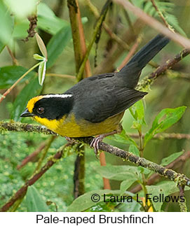 Pale-naped Brushfinch - © Laura L Fellows and Exotic Birding LLC