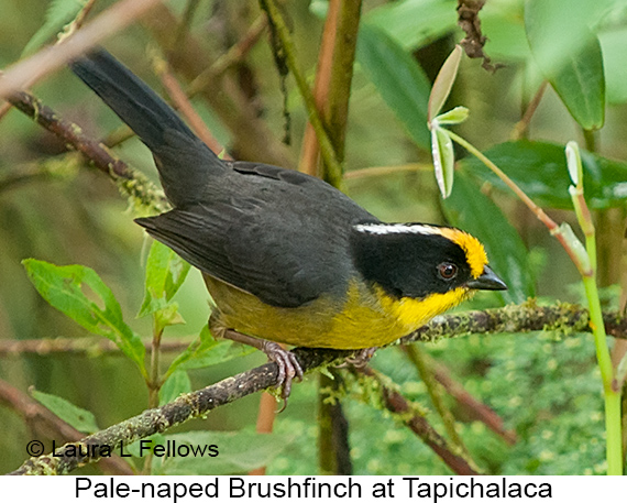 Pale-naped Brushfinch - © Laura L Fellows and Exotic Birding LLC