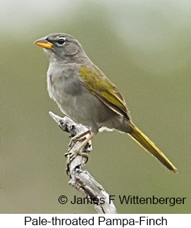 Pale-throated Pampa-Finch - © James F Wittenberger and Exotic Birding LLC