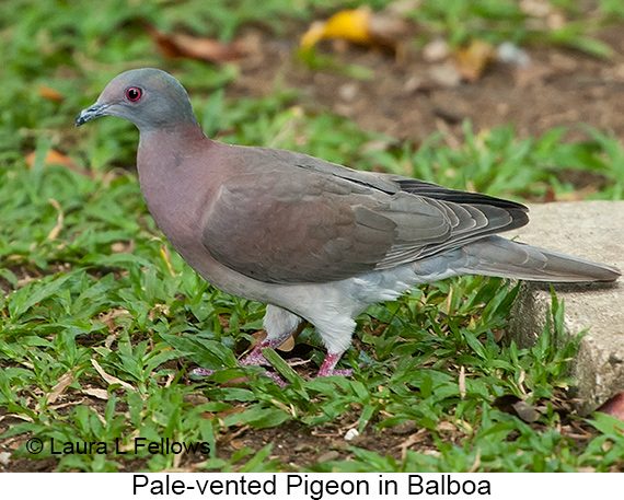 Pale-vented Pigeon - © James F Wittenberger and Exotic Birding LLC Pale-vented Pigeon - © James F Wittenberger and Exotic Birding LLC