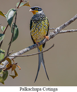 Palkachupa Cotinga - courtesy Cesar Bollatty