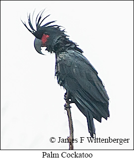 Palm Cockatoo - © James F Wittenberger and Exotic Birding LLC