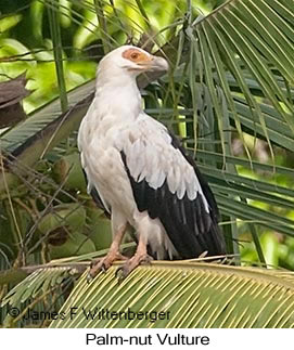 Palm-nut Vulture - © James F Wittenberger and Exotic Birding LLC