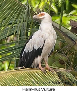 Palm-nut Vulture - © James F Wittenberger and Exotic Birding LLC Palm-nut Vulture - © James F Wittenberger and Exotic Birding LLC