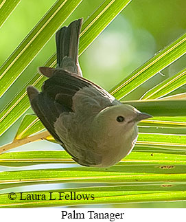 Palm Tanager - © Laura L Fellows and Exotic Birding LLC