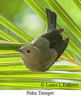 Palm Tanager - © Laura L Fellows and Exotic Birding LLC