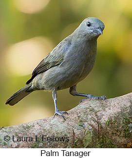 Palm Tanager - © Laura L Fellows and Exotic Birding LLC