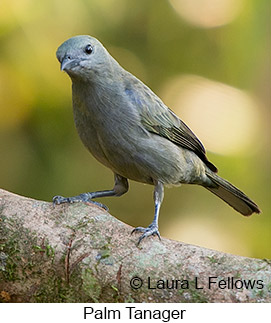 Palm Tanager - © Laura L Fellows and Exotic Birding LLC