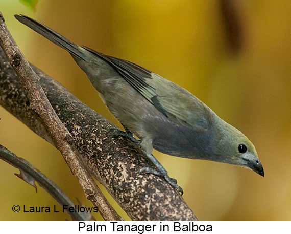 Palm Tanager - © The Photographer and Exotic Birding LLC