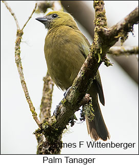 Palm Tanager - © James F Wittenberger and Exotic Birding LLC