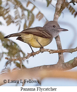 Panama Flycatcher - © Laura L Fellows and Exotic Birding LLC