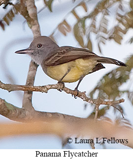 Panama Flycatcher - © Laura L Fellows and Exotic Birding LLC
