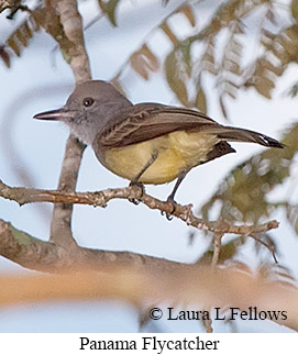 Panama Flycatcher - © Laura L Fellows and Exotic Birding LLC Panama Flycatcher - © Laura L Fellows and Exotic Birding LLC