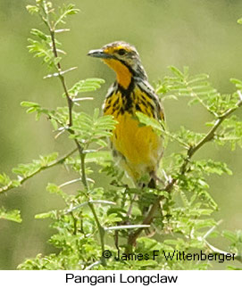 Pangani Longclaw - © James F Wittenberger and Exotic Birding LLC