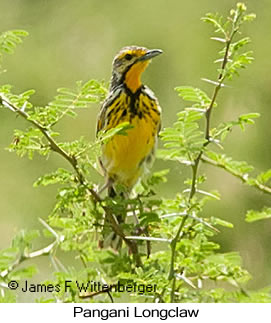 Pangani Longclaw - © James F Wittenberger and Exotic Birding LLC