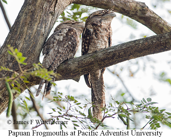 Papuan Frogmouth - © James F Wittenberger and Exotic Birding LLC