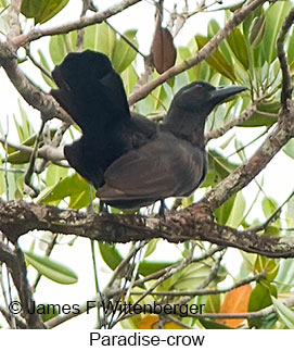 Paradise-crow - © James F Wittenberger and Exotic Birding LLC