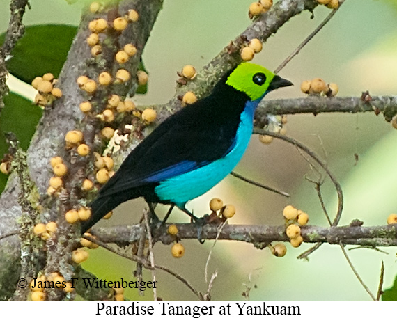 Paradise Tanager - &copy; James F Wittenberger and Exotic Birding LLC