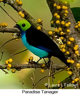 Paradise Tanager - © Laura L Fellows and Exotic Birding Tours