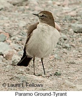 Plain-capped Ground-Tyrant - © Laura L Fellows and Exotic Birding LLC