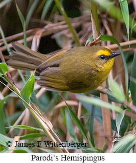 Parodi's Hemispingus - © James F Wittenberger and Exotic Birding LLC