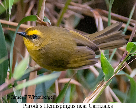 Parodi's Hemispingus - © James F Wittenberger and Exotic Birding LLC