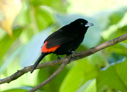 Passerini's Tanager - &copy; Laura L Fellows and Exotic Birding Tours