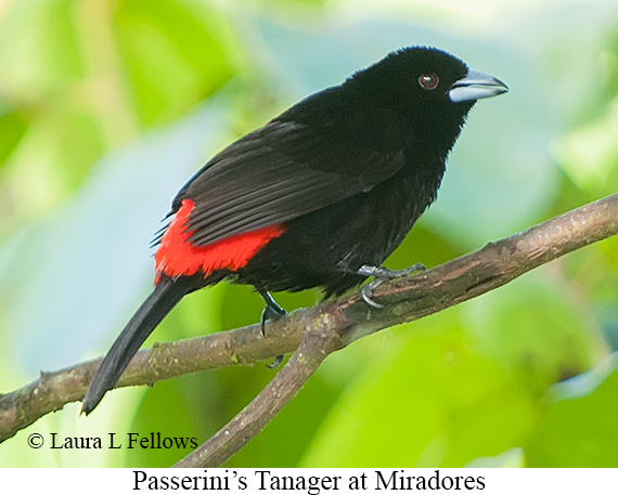 Passerini's Tanager - © James F Wittenberger and Exotic Birding LLC