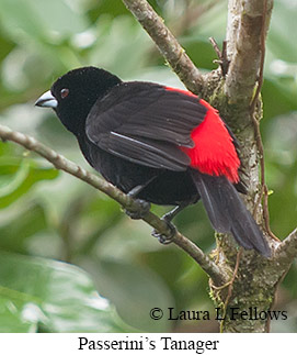 Passerini's Tanager - © Laura L Fellows and Exotic Birding LLC