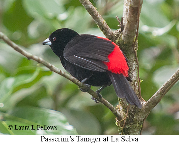Passerini's Tanager - © Laura L Fellows and Exotic Birding LLC