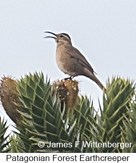Patagonian Forest Earthcreeper - © James F Wittenberger and Exotic Birding LLC Patagonian Forest Earthcreeper - © James F Wittenberger and Exotic Birding LLC