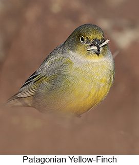Patagonian Yellow-Finch  - Courtesy Argentina Wildlife Expeditions