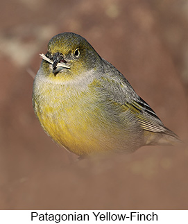 Patagonian Yellow-Finch  - Courtesy Argentina Wildlife Expeditions