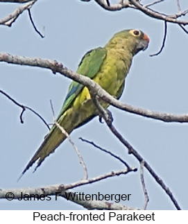 Peach-fronted Parakeet - © James F Wittenberger and Exotic Birding LLC