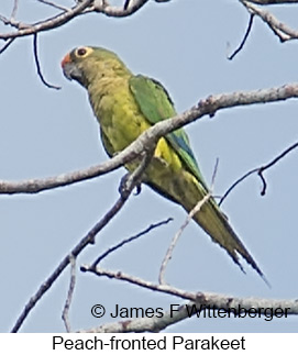 Peach-fronted Parakeet - © James F Wittenberger and Exotic Birding LLC