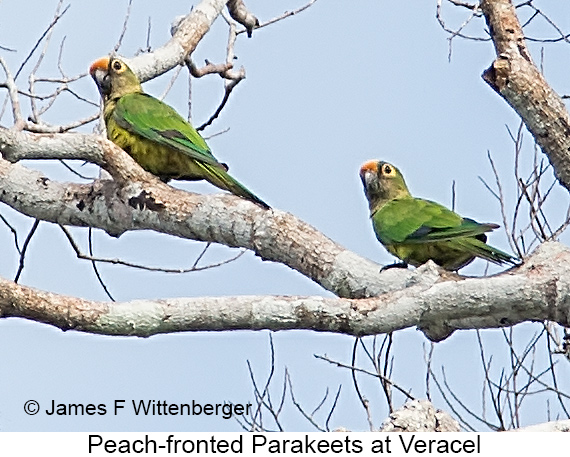 Peach-fronted Parakeet - © James F Wittenberger and Exotic Birding LLC