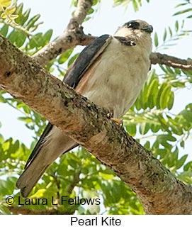 Pearl Kite - © Laura L Fellows and Exotic Birding LLC