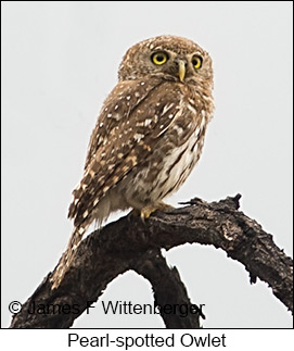 Pearl-spotted Owlet - © James F Wittenberger and Exotic Birding LLC