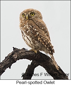 Pearl-spotted Owlet - © James F Wittenberger and Exotic Birding LLC