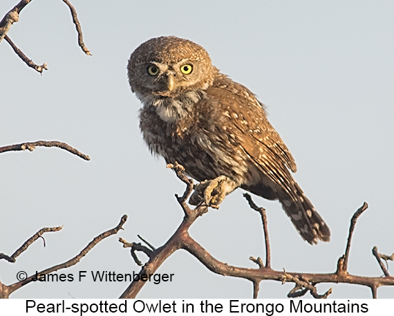 Pearl-spotted Owlet - © The Photographer and Exotic Birding LLC