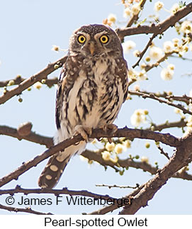 Pearl-spotted Owlet - © James F Wittenberger and Exotic Birding LLC