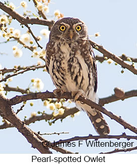 Pearl-spotted Owlet - &copy; James F Wittenberger and Exotic Birding LLC