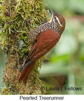 Pearled Treerunner - © Laura L Fellows and Exotic Birding LLC