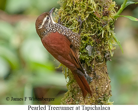 Pearled Treerunner - &copy; James F Wittenberger and Exotic Birding LLC
