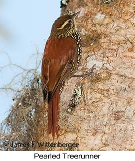 Pearled Treerunner - © James F Wittenberger and Exotic Birding LLC