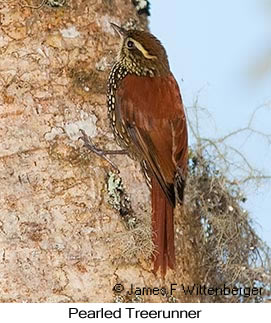 Pearled Treerunner - © James F Wittenberger and Exotic Birding LLC